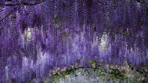 planting wisteria in bunnings.